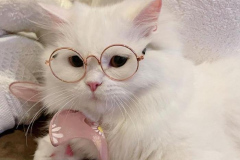 Ảnh mèo trắng cute đeo kính
