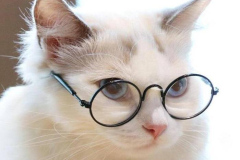 Ảnh mèo trắng cute đeo kính