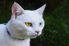 Ảnh mèo trắng cute
