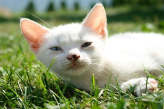 Ảnh mèo trắng cute