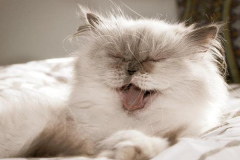 Ảnh mèo trắng cute