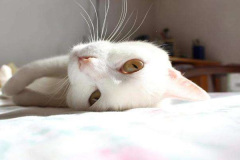 Ảnh mèo trắng cute