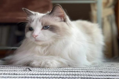 Ảnh mèo trắng cute