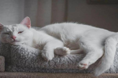 Ảnh mèo trắng cute