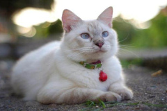 Ảnh mèo trắng cute