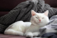 Ảnh mèo trắng cute