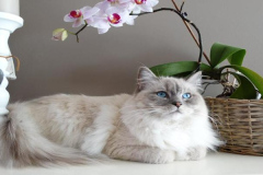 Ảnh mèo trắng cute mắt xanh
