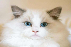 Ảnh mèo trắng cute mắt xanh