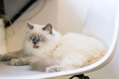 Ảnh mèo trắng cute mắt xanh