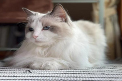 Ảnh mèo trắng cute mắt xanh