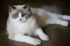 Ảnh mèo trắng cute mắt xanh
