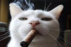Ảnh mèo trắng ngầu