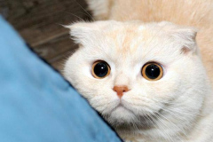 Anh-meo-anh-long-ngan-mau-trang-cute-1