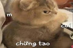 Ảnh mèo tức giận