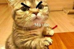 Ảnh mèo tức giận