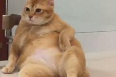 Ảnh mèo béo ú meme hài hước