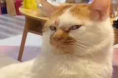 Ảnh mèo béo ú meme hài hước