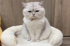 anh-meo-ngoi-tren-ghe-cute-1