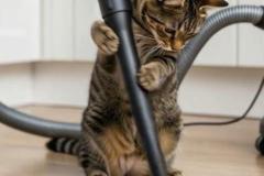 Ảnh mèo và chuột đẹp nhất