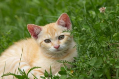 Ảnh mèo vàng cute