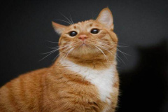 Ảnh mèo vàng cute