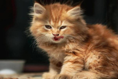 Ảnh mèo vàng cute