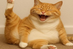 Mèo vàng cười hề