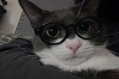 Ảnh mèo xám đeo kính cute