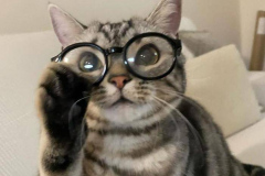 Ảnh mèo xám đeo kính cute