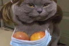 Ảnh mèo xám meme đáng yêu hài hước