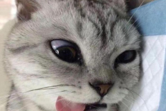 Ảnh mèo xám meme đáng yêu hài hước