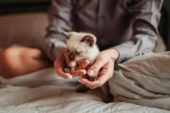Ảnh mèo xiêm con đáng yêu