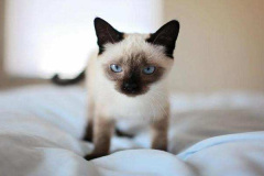 Ảnh mèo xiêm con đáng yêu