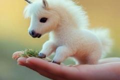 Tổng hợp ảnh ngựa cute đáng yêu xỉu