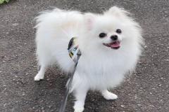 1_anh-cho-phoc-soc-cute-1