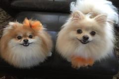1_anh-cho-phoc-soc-cute-dep-1