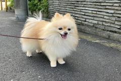 1_anh-cho-phoc-soc-cute-nhat-1