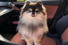 anh-cho-phoc-soc-cute-nhat-1
