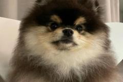 1_anh-cho-phoc-soc-den-nau-cute-1