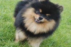 anh-cho-phoc-soc-den-nau-cute-1