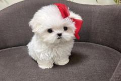 1_anh-cho-phoc-soc-mini-cute-1