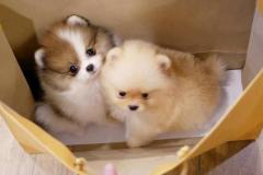 anh-cho-phoc-soc-mini-cute-1