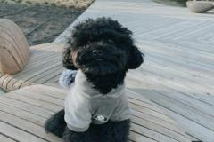 1_anh-cho-poodle-den-1