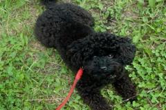 1_anh-cho-poodle-den-cute-1