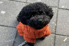 1_anh-cho-poodle-den-dep-1