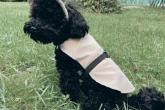 1_anh-cho-poodle-den-xinh-1
