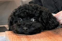 anh-cho-poodle-den-1