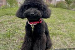 anh-cho-poodle-den-cute-1
