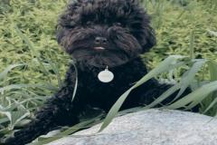 anh-cho-poodle-den-dang-yeu-1