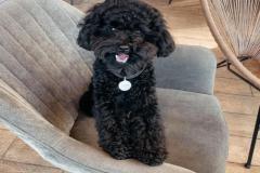 anh-cho-poodle-den-dep-1